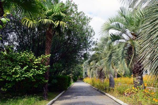 Пансионат «Питиус» с отдыхом у моря в Абхазию + ж / д или авиа