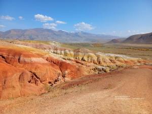 Алтай пантовый 2026