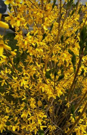 �������� ���������� (4 ���)