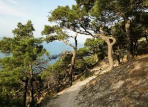 ��������� �������� (6 ����)