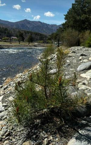 ��������� ����������� (7 ����)