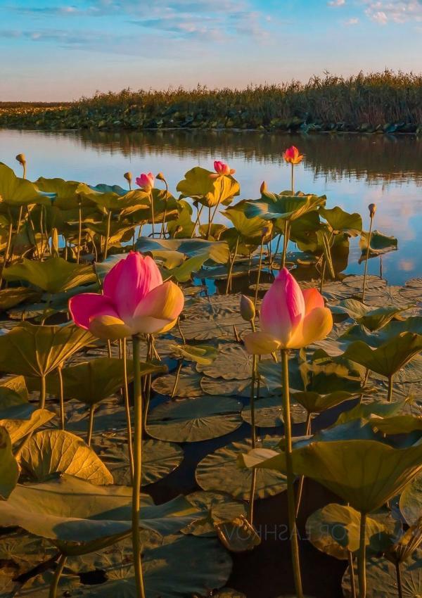 � ������ ������� �� ������������� ������, 5 ����.