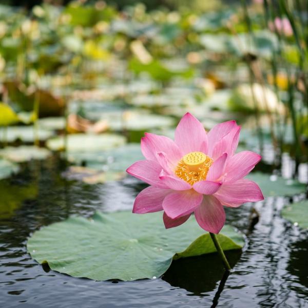 ��������� � ���������� ����