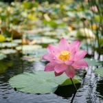 � ���� ������� ������